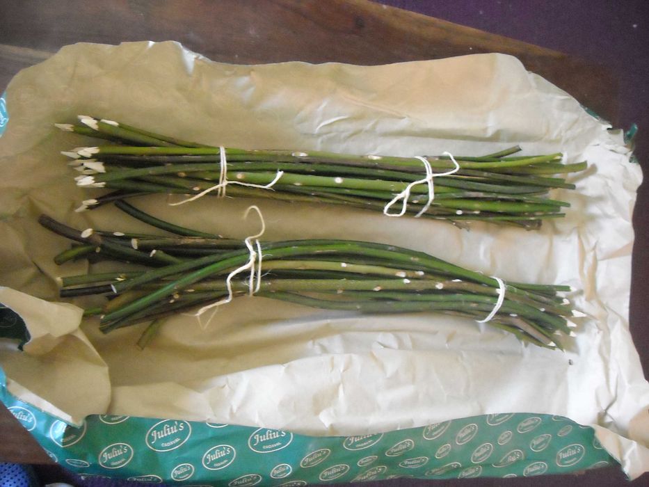 Paus de espetada em louro verde