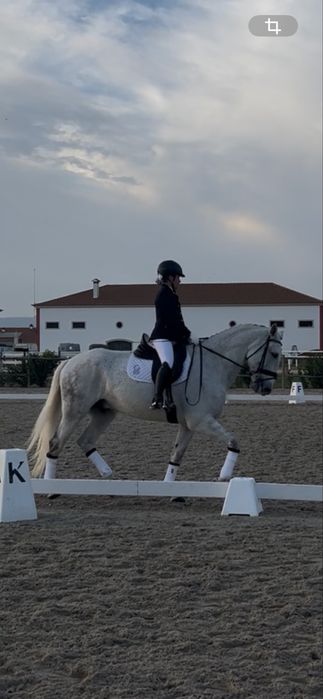Cavalo Lusitano, linhagem veiga