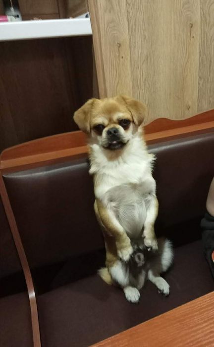 Пекінес для побачень))