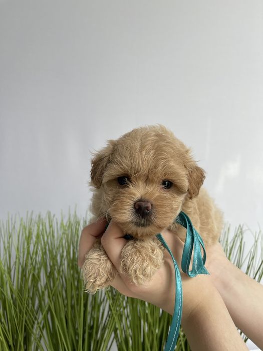 VIP Мальтипу F1  — Ваша майбутня подружка або друг вже чекає