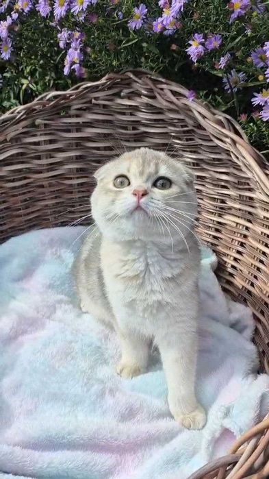Шотландские вислоухие котята