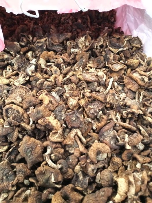 Dobrze wysuszone grzyby opieńki