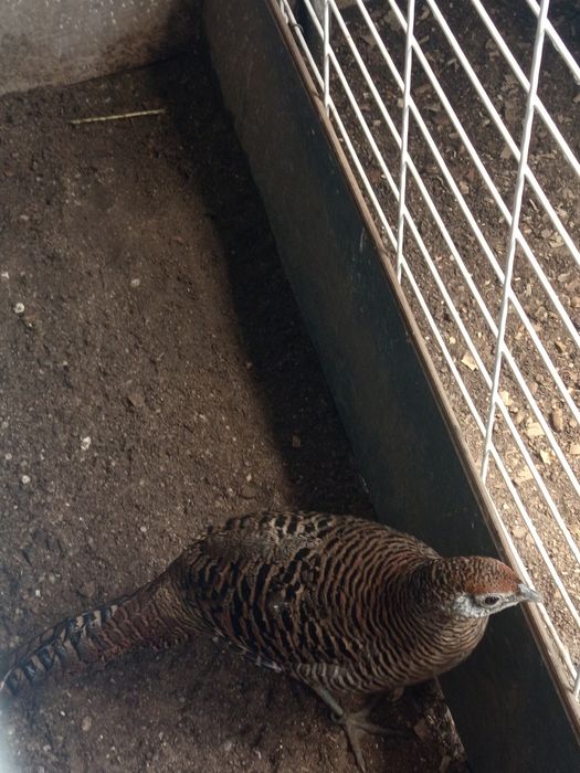 Um trio de faisão leyd do ano 2025