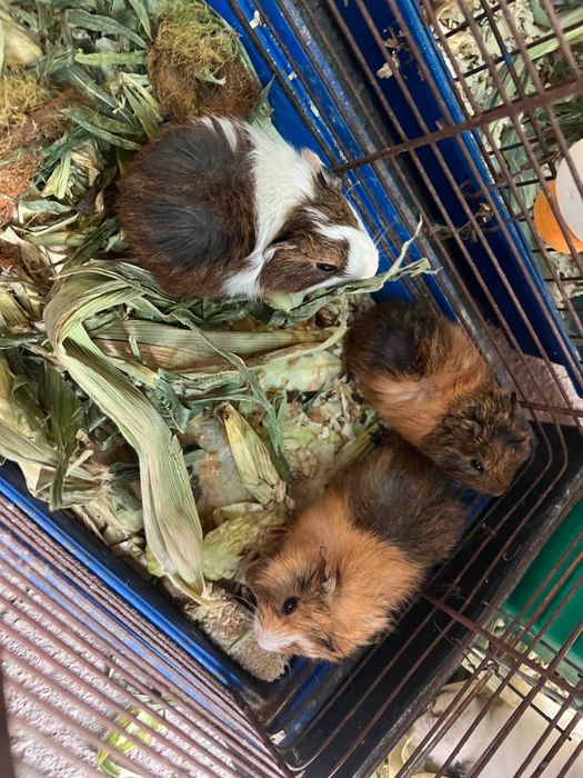 Морская свинка розетка (от 1 месяца)