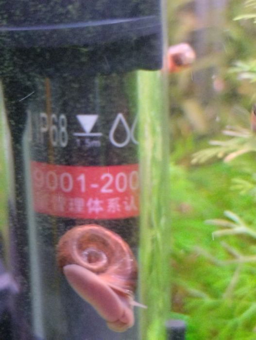 Caracóis para aquário