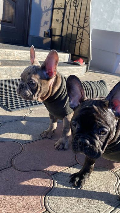 Продаються цуценята французького бульдога

Пропонуємо чарівних ц