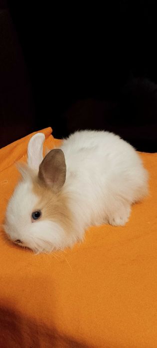 Króliczki miniaturki