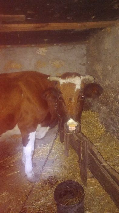 КОРІВКА Спокійна