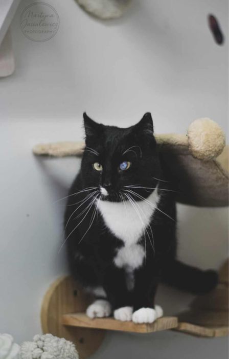 kot kocur do adopcji za darmo