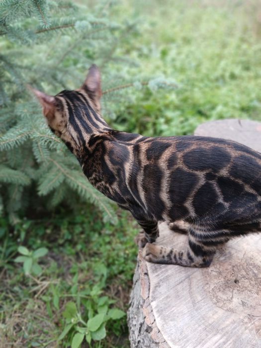 Шоу класс бенгал 4,5 мес