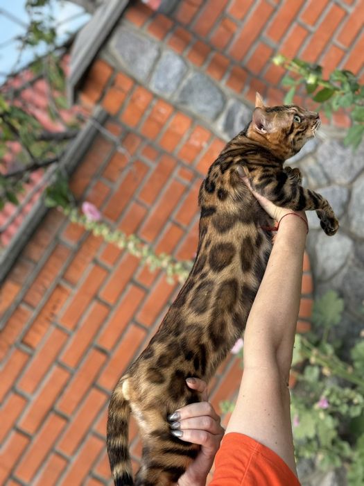 Бенгальский кот Бенгал вязка