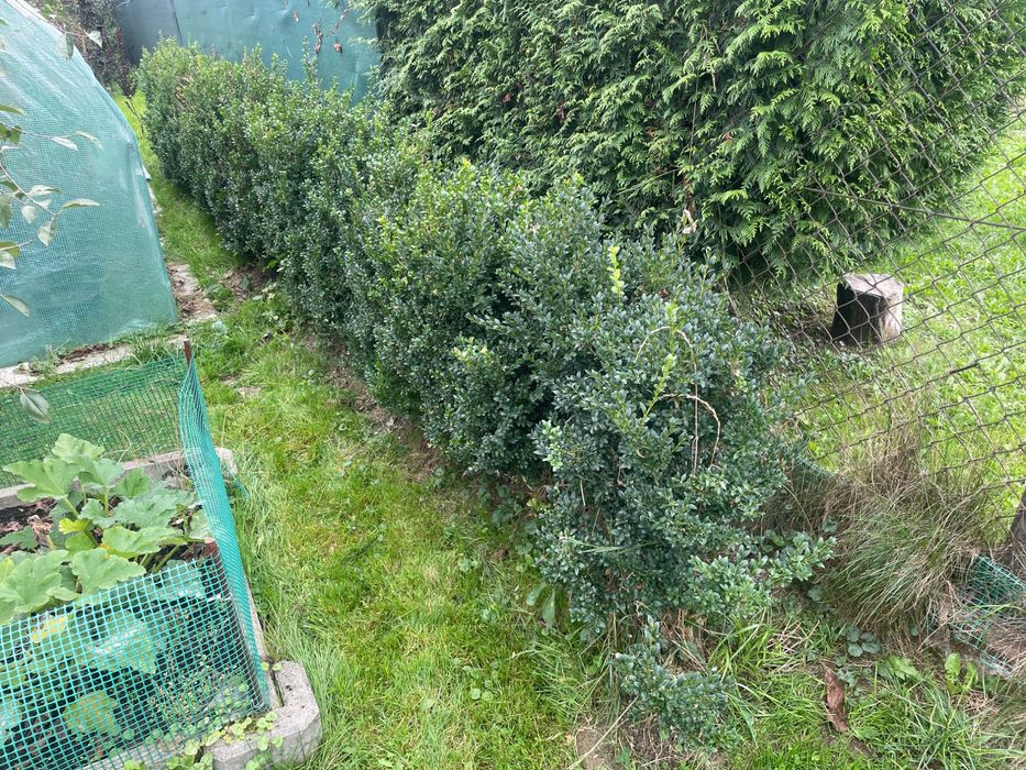 Bukszpan  duże krzewy wysokie na 1 metr