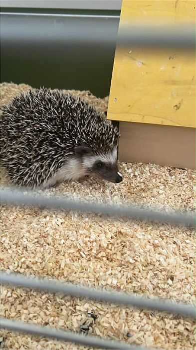 Jeż pigmejski Samiec