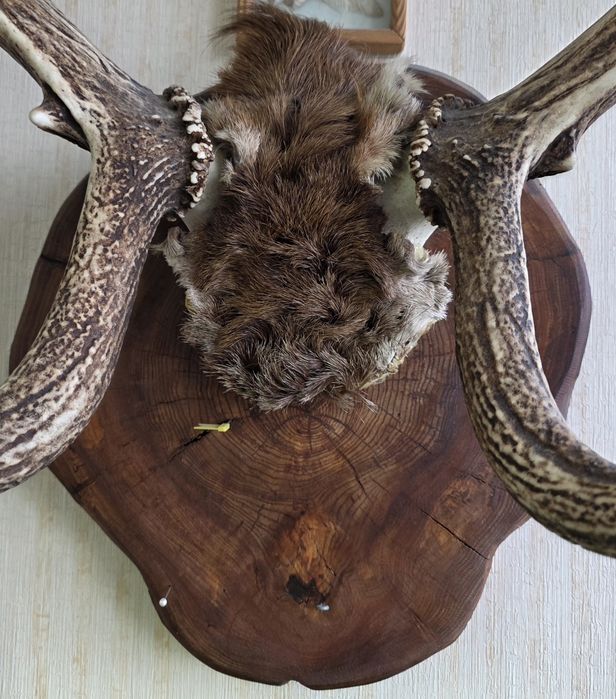 Коллекционные рога оленя.