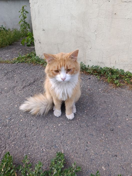 Гарний, ласкавий,  котик-хлопчик терміново шукає Люблячу Сім'ю