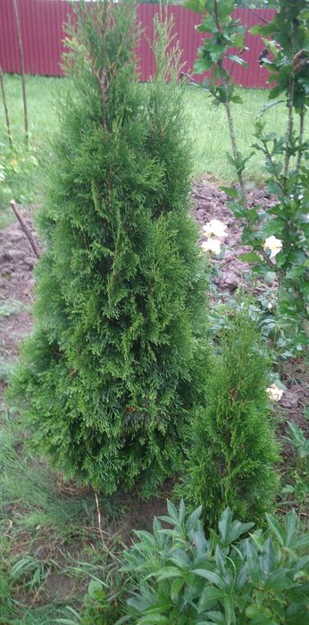 Туя смарагд 1.6м