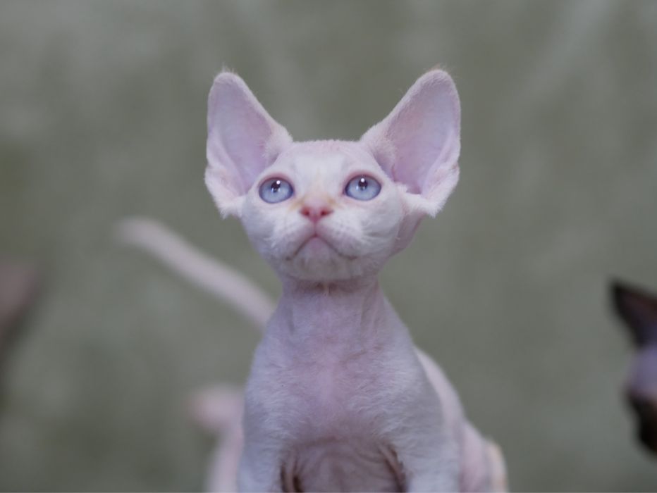 Devon Rex Chlopiec