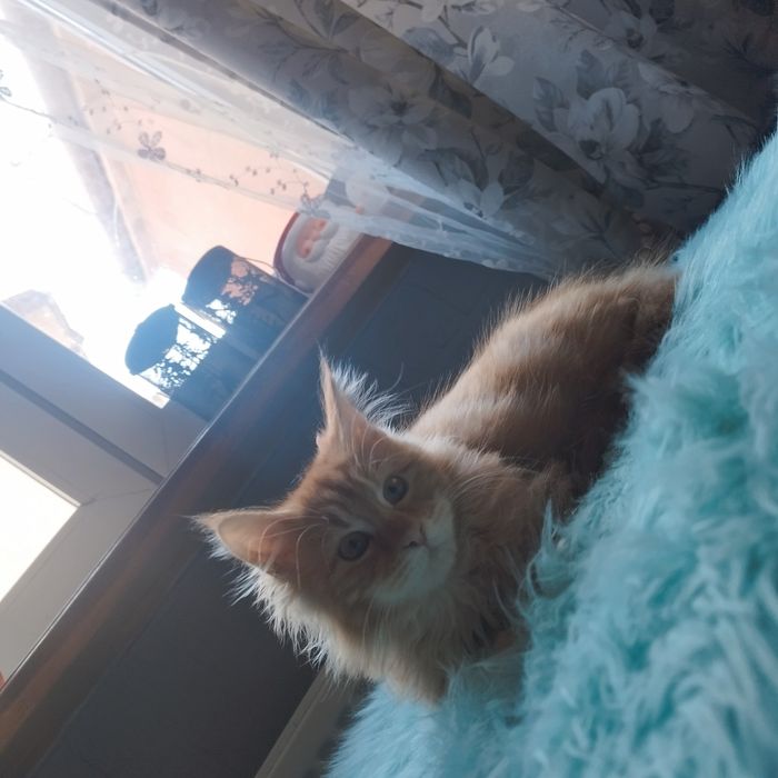 Kocurek Maine Coon