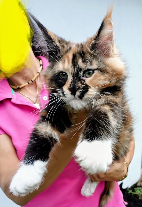 Dziewczynka Maine Coon