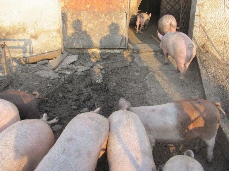 Продам!Терміново!НЕДОРОГО!Житловий будинок.База. Сауна. Сто. Ферма