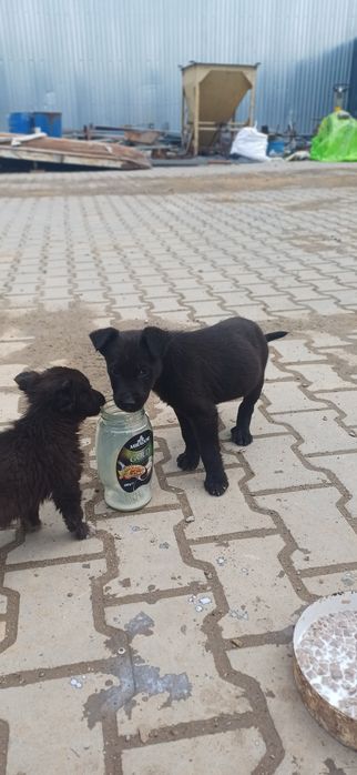 Собачки в добрі руки