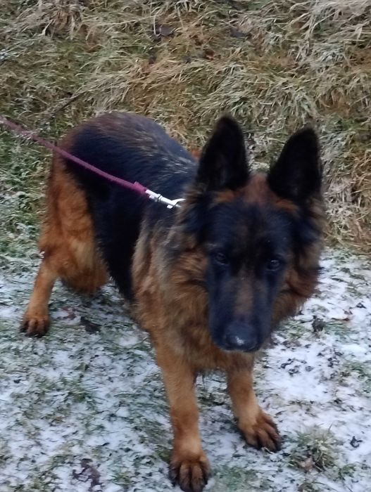 Owczarek Niemiecki SUKA