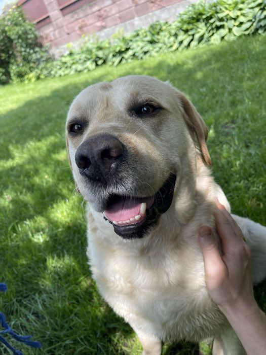 Вʼязка/Злучка Лабрадор