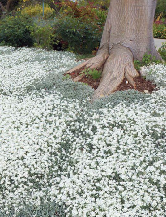 Ясколка біла, коврик, багаторічна ґрунтопокривна рослина