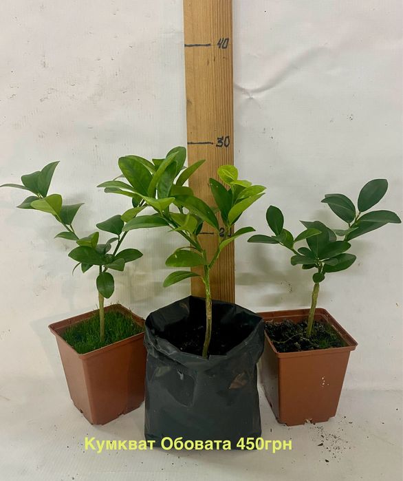 Клементин кумкват апельсин