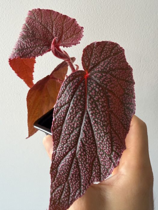 Begonia Maurice Amey