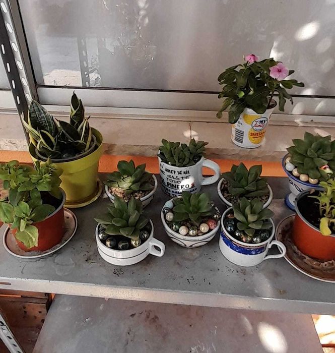 Plantas de interior/exterior suculentas