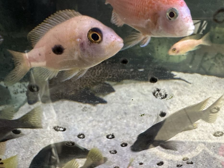 Aquario completo 150x70x50