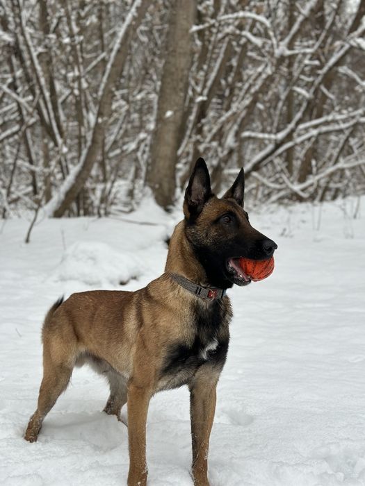 Бельгийская овчарка