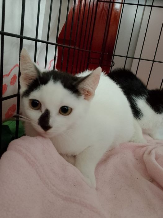 Śluczna kotka do adopcji