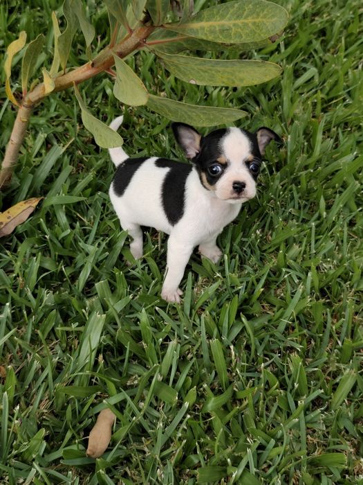 Macho chihuahua disponível