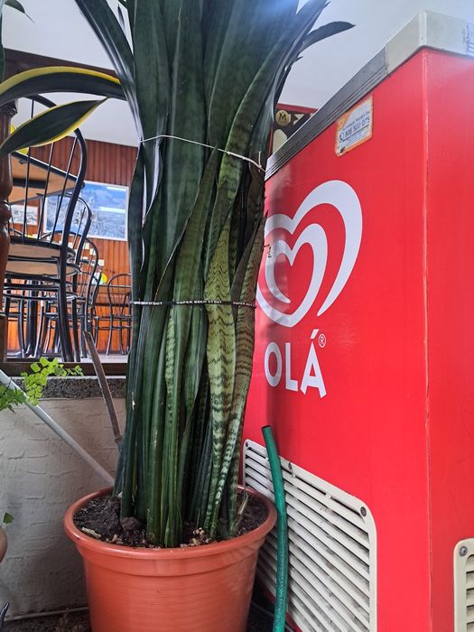 Plantas espadas de S. Jorge