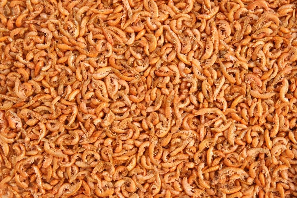 kiełż syberyjski suszony glopex dla żółwia 100g