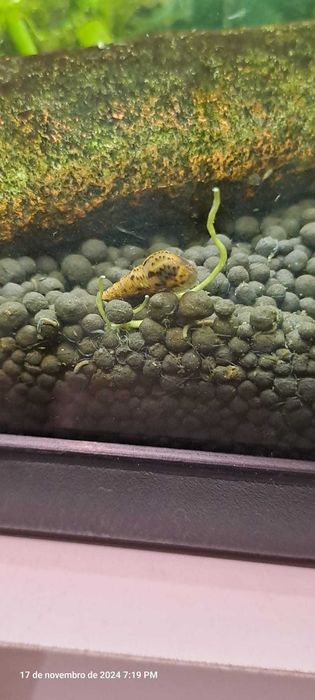 Caracóis Planorbis, Trombeta  e Mollys