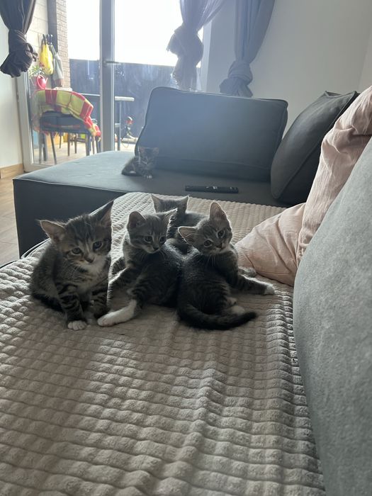 Кошенята 2 місяці