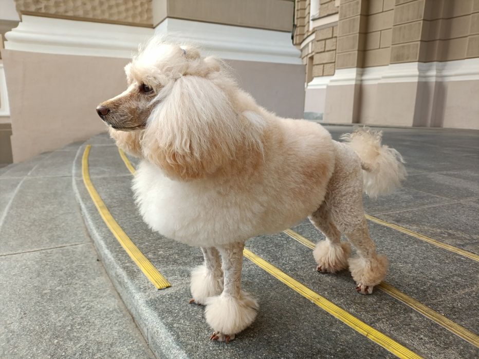 Вязка Малый пудель      Michelangelo   за Алиментного щенка договорная