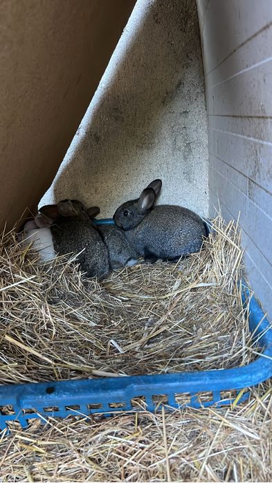 Coelhos para criacao ou consumo