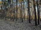 Las na sprzedaż 1.8ha