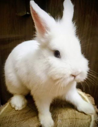Кролик декоративный