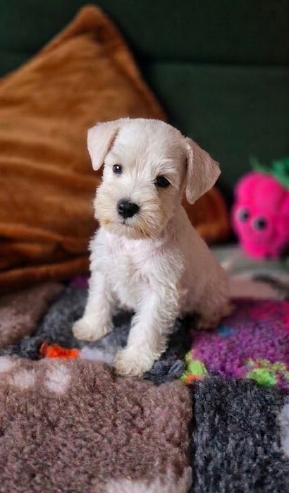 Sznaucer miniaturowy biały