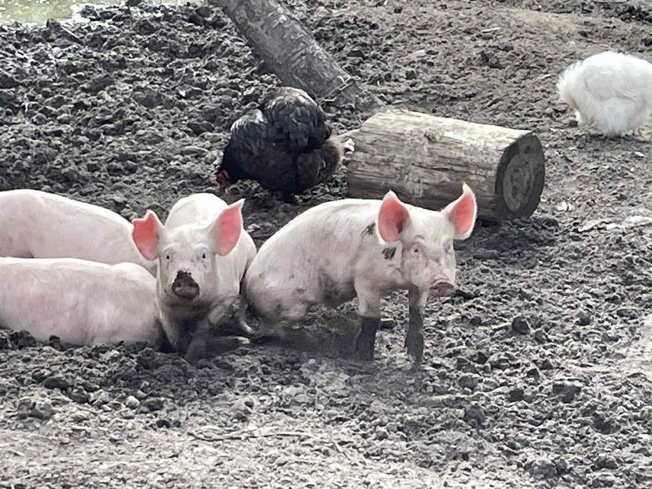 Продам домашніх поросят!