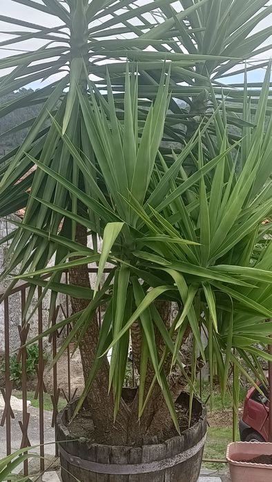 Planta Fiteiro e planta Sika