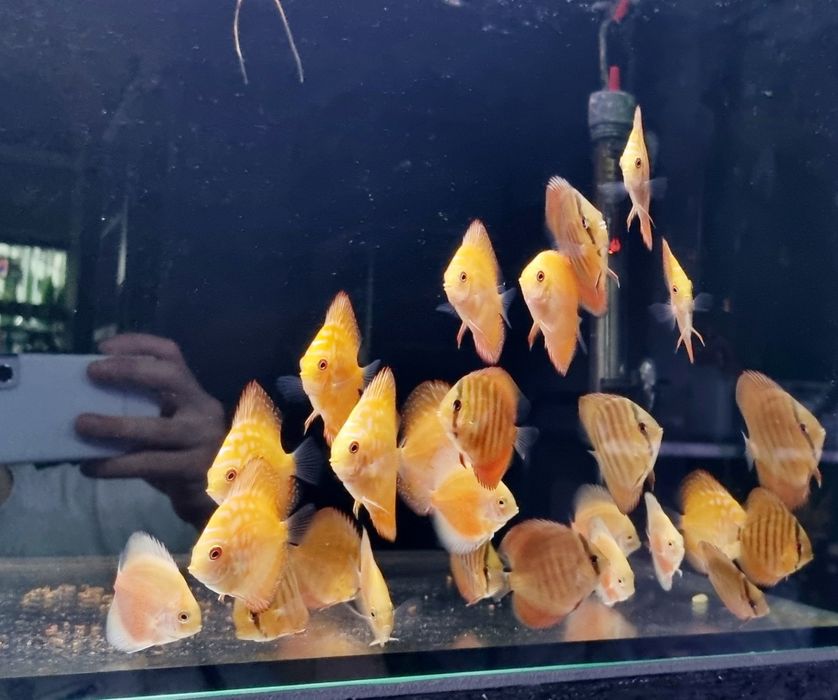 Paletki dyskowce red rose, blue diamond, turquis, solid red, Red Map