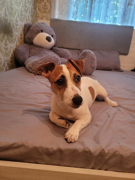 Отдам в добрые руки щеночка