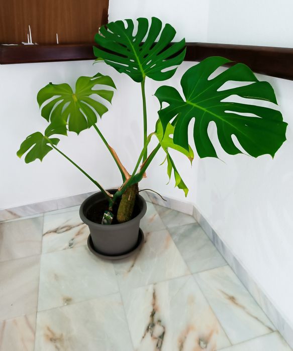Planta Monstera linda
