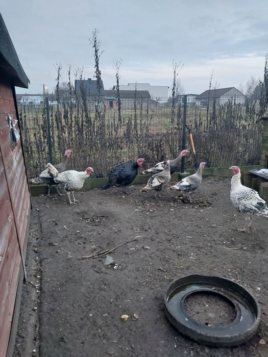 Sprzedam indyki, indory